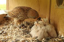 Biosphoto | 2413400 | Common Kestrel (Falco tinnunculus) chick, Lower Saxony, Germany | &copy; Folkert Christoffers / BIA / Biosphoto