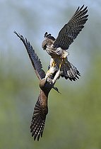 Biosphoto | 2469571 | Common Kestrel (Falco tinnunculus) females fighting, Vosges du Nord Regional Nature Park, France | &copy; Michel Rauch / Biosphoto