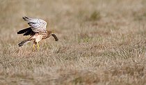 Biosphoto | 2437057 | Common Kestrel (Falco tinnunculus) flight with a Vole, Regional Natural Park of Northern Vosges, France | &copy; Michel Rauch / Biosphoto