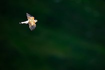 Biosphoto | 2587956 | Common Kestrel (Falco tinnunculus) flying after caught a mouse, Alps, Austria | &copy; Ervin Horesnyík / Biosphoto