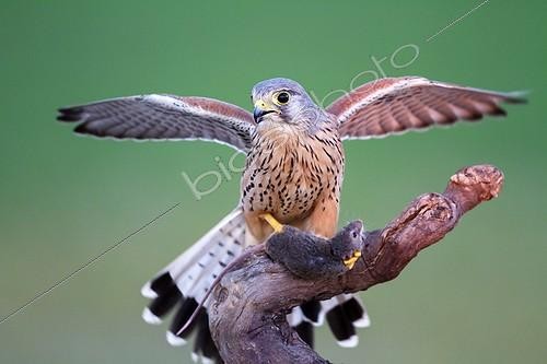 Biosphoto | 2040260 | Common Kestrel male and prey on a branche - Spain  | &copy; Óscar Díez Martínez / Biosphoto