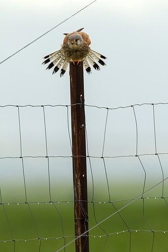 Biosphoto | 2040264 | Common Kestrel male on a pole - Spain  | &copy; Óscar Díez Martínez / Biosphoto