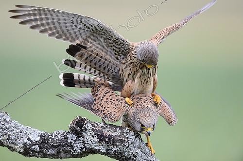 Biosphoto | 2036034 | Common Kestrel mating on a branch - Spain | &copy; Claude Balcaen / Biosphoto