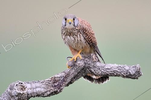 Biosphoto | 2036026 | Common Kestrel with prey on a branch - Spain | &copy; Claude Balcaen / Biosphoto