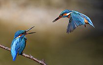 Biosphoto | 2512326 | Common Kingfisher (Alcedo atthis) couple, Vosges du Nord Regional Nature Park, France | &copy; Michel Rauch / Biosphoto