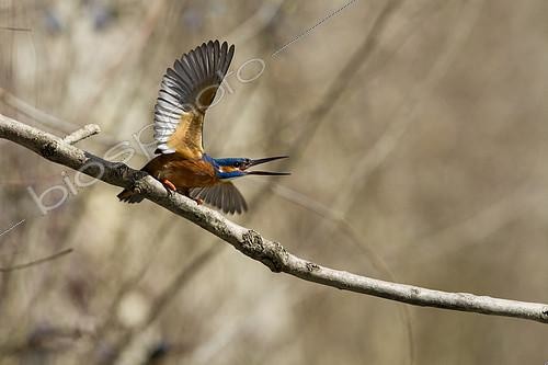 Biosphoto | 2100739 | Common Kingfisher (Alcedo atthis) defending its territory, Alsace, France | &copy; Olivier Gutfreund / Biosphoto