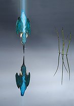 Biosphoto | 2088748 | Common Kingfisher (Alcedo atthis) in dive flight and reflection, Salamanca, Castilla y León, Spain | &copy; Mario Cea Sanchez / Biosphoto