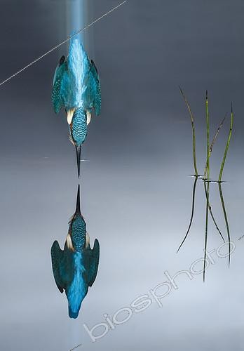 Biosphoto | 2088748 | Common Kingfisher (Alcedo atthis) in dive flight and reflection, Salamanca, Castilla y León, Spain | &copy; Mario Cea Sanchez / Biosphoto
