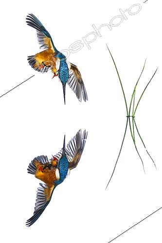 Biosphoto | 2088744 | Common Kingfisher (Alcedo atthis) in flight and reflection on white background GDT 2016 | &copy; Mario Cea Sanchez / Biosphoto
