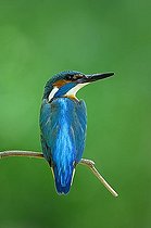 Biosphoto | 1486393 | Common Kingfisher (Alcedo atthis), male on his perch | &copy; Bernd Zoller / imageBROKER / Biosphoto