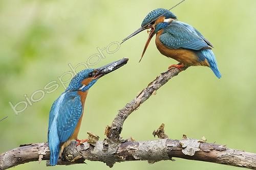 Biosphoto | 2100732 | Common Kingfisher (Alcedo atthis) Nuptial gift, Alsace, France | &copy; Olivier Gutfreund / Biosphoto
