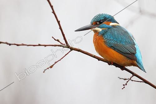 Biosphoto | 2469058 | Common Kingfisher (Alcedo atthis) on a branch at the edge of a Vosges pond, Grand Est, France. | &copy; Cédric Join / Biosphoto
