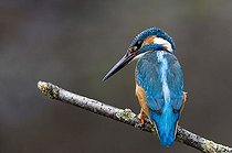 Biosphoto | 1445668 | Common Kingfisher (Alcedo atthis), Woergl, Tyrol, Austria, Europe | &copy; Reinhard Hoelzl / imageBROKER / Biosphoto