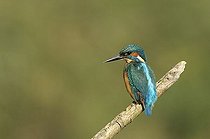 Biosphoto | 1163954 | Common Kingfisher, also Eurasian Kingfisher or River Kingfisher (Alcedo atthis), The Netherlands, Europe | &copy; Anton Luhr / imageBROKER / Biosphoto