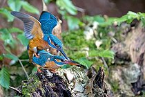 Biosphoto | 2002903 | Common Kingfisher mating - Northern Vosges France  | &copy; Emmanuel Baechler / Biosphoto