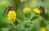 Biosphoto | 2444125 | Common Mini-mining Bee (Andrena minutula) female on Lesser trefoil (Trifolium dubium), solitary bees, Vosges du Nord Regional Natural Park, France | &copy; Michel Rauch / Biosphoto