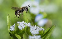 Biosphoto | 2444126 | Common Mini-mining Bee (Andrena minutula) female on lamb's lettuce flowers (Valerianella olitoria), solitary bees, Vosges du Nord Regional Natural Park, France | &copy; Michel Rauch / Biosphoto
