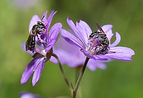 Biosphoto | 2444127 | Common Mini-mining Bee (Andrena minutula) females on Hedgerow Geranium (Geranium pyrenaicum), solitary bees, Vosges du Nord Regional Natural Park, France | &copy; Michel Rauch / Biosphoto
