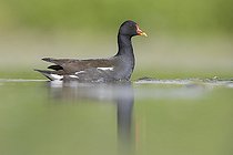 Biosphoto | 2422924 | Common Moorhen (Gallinula chloropus), adult in the water with reflections, Campania, Italy | &copy; Saverio Gatto / Biosphoto