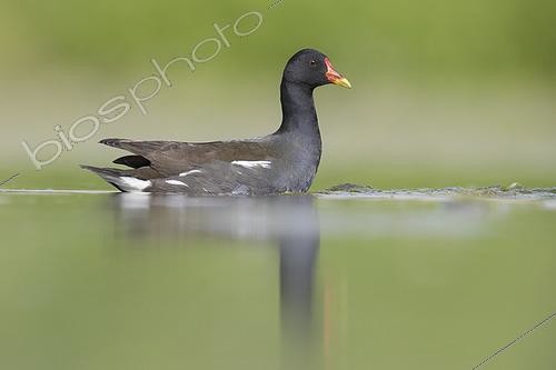Biosphoto | 2422924 | Common Moorhen (Gallinula chloropus), adult in the water with reflections, Campania, Italy | &copy; Saverio Gatto / Biosphoto