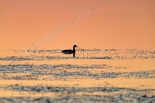 Biosphoto | 2613481 | Common moorhen (Gallinula chloropus) backlit in a marsh at sunset, Carbonnière tower, Saint-Laurent-d'Aigouze, Camargue Gardoise, Gard, Occitanie, France. | &copy; Yves Noto Campanella / Biosphoto
