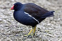Biosphoto | 1250954 | Common Moorhen on bank WWT Slimbridge Reserve UK | &copy; Michel Gunther / Biosphoto