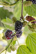 Biosphoto | 2583078 | Common Mulberry (Morus alba) fruits | &copy; Marie Aymerez / Biosphoto