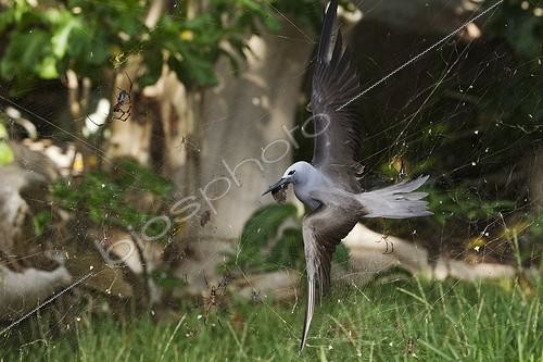 Biosphoto | 2009635 | Common noddy tern caught in a spider web ; The seafaring lesser noddies breed on land. they could be catched in the big collective red-legged golden orb-web spiders which could reach up to 1.5 meters in diameter.<br> | &copy; Martin Harvey / Biosphoto