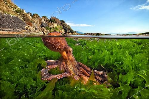 Biosphoto | 2104317 | Common octopus (Octopus vulgaris) hunting among sea lettuce (Ulva lactuca), Tyrrhenian Sea, Marechiaro, Italy | &copy; Pasquale Vassallo / Biosphoto