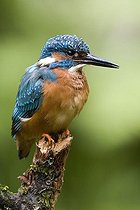 Biosphoto | 1482206 | Common or European Kingfisher (Alcedo atthis) perched on a branch, Oberpleis, North Rhine-Westphalia, Germany, Europe | &copy; Winfried Schaefer / imageBROKER / Biosphoto