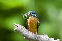 Biosphoto | 1485498 | Common or European Kingfisher (Alcedo atthis) perched on a branch with a fish in its beak, Oberpleis, North Rhine-Westphalia, Germany, Europe | &copy; Winfried Schaefer / imageBROKER / Biosphoto