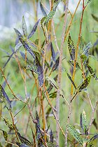 Biosphoto | 2546760 | Common Osier (Salix viminalis) affected by willow black spot, caused by Marssonina salicigena. | &copy; Jean-Michel Groult / Biosphoto
