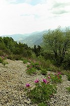 Biosphoto | 1233469 | Common peonies in Drome France | &copy; Claude Thouvenin / Biosphoto