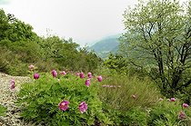 Biosphoto | 1233470 | Common peonies in Drome France | &copy; Claude Thouvenin / Biosphoto
