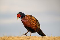 Biosphoto | 2601583 | Common Pheasant (Phasianus colchicus) male, Hungary | &copy; Régis Cavignaux / Biosphoto