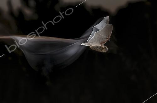 Biosphoto | 2088697 | Common pipistrelle (Pipistrellus pipistrellus) in flight at night, Spain | &copy; Mario Cea Sanchez / Biosphoto