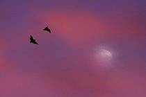 Biosphoto | 2438586 | Common pipistrelles (Pipistrellus pipistrellus) duo flight, Regional Natural Park of Northern Vosges, France | &copy; Michel Rauch / Biosphoto