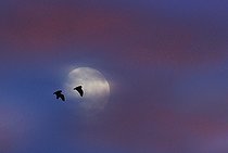 Biosphoto | 2438587 | Common pipistrelles (Pipistrellus pipistrellus) duo flight, Regional Natural Park of Northern Vosges, France | &copy; Michel Rauch / Biosphoto