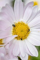 Biosphoto | 2546458 | Common pollen beetles (Brassicogethes aeneus) on Chrysanthemum flower, Indre-et-Loire, France | &copy; Marie Aymerez / Biosphoto