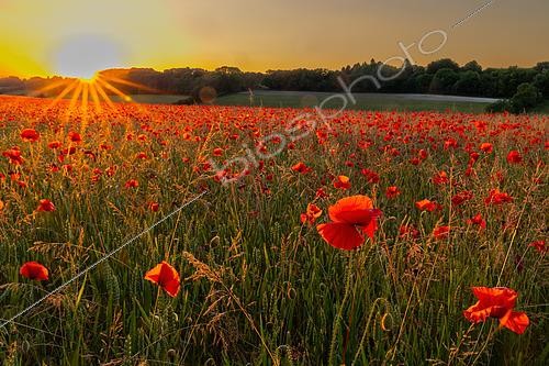 Biosphoto | 2586952 | Common poppy (Papaver rhoeas) field at sunset, England | &copy; Frédéric Desmette / Biosphoto
