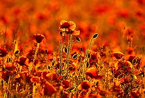 Biosphoto | 2586950 | Common poppy (Papaver rhoeas) field, England | &copy; Frédéric Desmette / Biosphoto