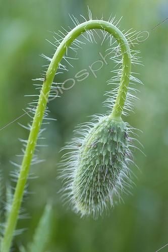 Biosphoto | 2076168 | Common poppy (Papaver rhoeas) flower bud | &copy; Frédéric Tournay / Biosphoto