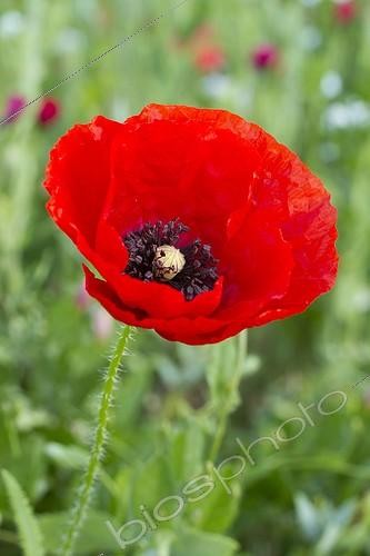 Biosphoto | 2076166 | Common poppy (Papaver rhoeas) flower in a flowered meadow | &copy; Frédéric Tournay / Biosphoto