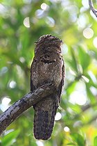 Biosphoto | 2395150 | Common potoo (Nyctibius griseus) on a branch, Costa Rica | &copy; Jean-François Noblet / Biosphoto