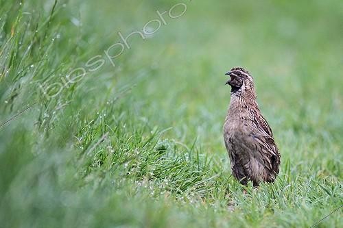 Biosphoto | 1419147 | Common Quail alarmed in the spring  | &copy; Dominique Gest / Biosphoto