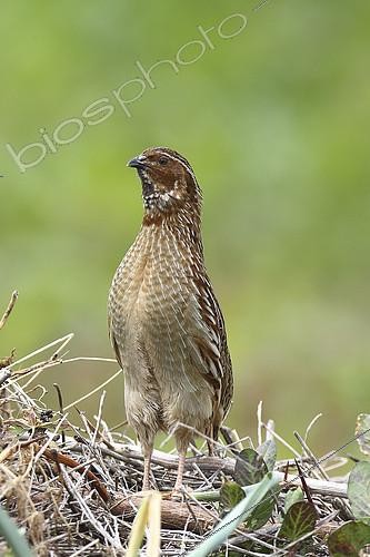 Biosphoto | 2274436 | Common Quail (Coturnix coturnix) male in spring, Bay of Mont St-Michel, Normandy, France | &copy; Emile Barbelette / Biosphoto
