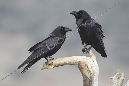 Biosphoto | 2127305 | Common Raven (Corvus corax) couple on a branch above a cliff by the sea | &copy; Emile Barbelette / Biosphoto