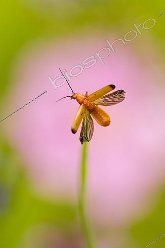 Biosphoto | 2011743 | Common Red Soldier Beetle flying away - Alsace France | &copy; Benoît Personnaz / Biosphoto