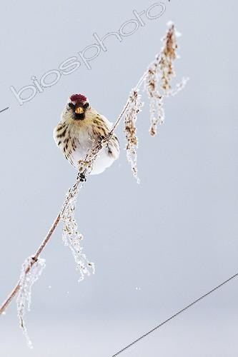 Biosphoto | 1848831 | Common redpoll on a reed in winter Joensuu Finland | &copy; Niko Pekonen / Biosphoto