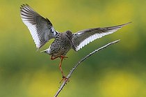 Biosphoto | 1486669 | Common Redshank or Redshank (Tringa totanus) | &copy; Horst Jegen / imageBROKER / Biosphoto